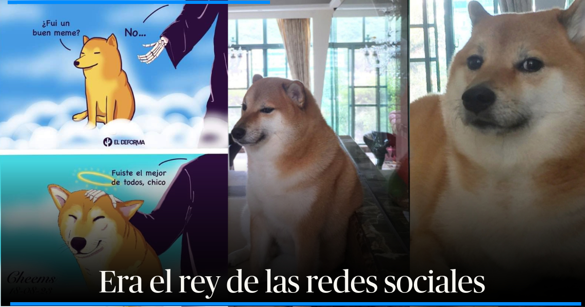 Gracias Por Las Risas Muri Cheems El Famoso Perrito De Los Memes